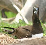 Brown Booby