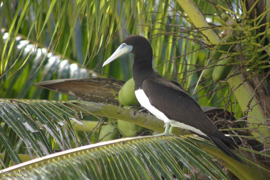 Brown Booby male adult, identification