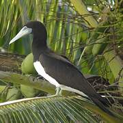 Brown Booby