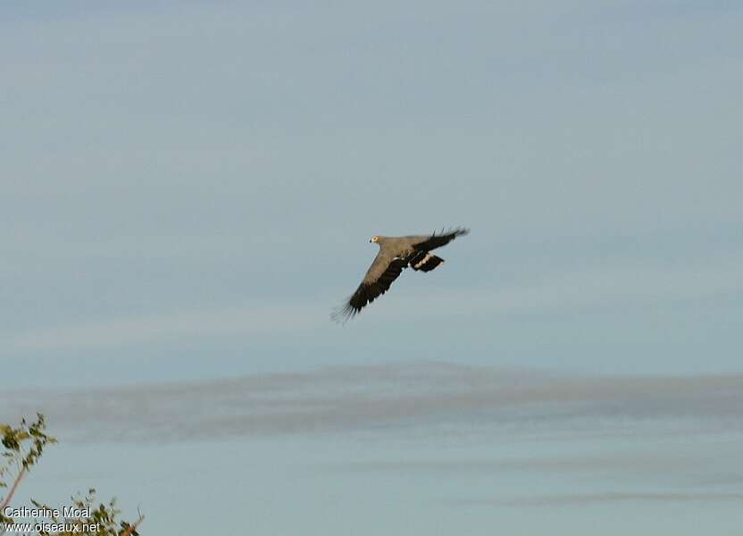 Madagascar Harrier-Hawkadult, Flight