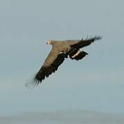 Madagascan Harrier-Hawk