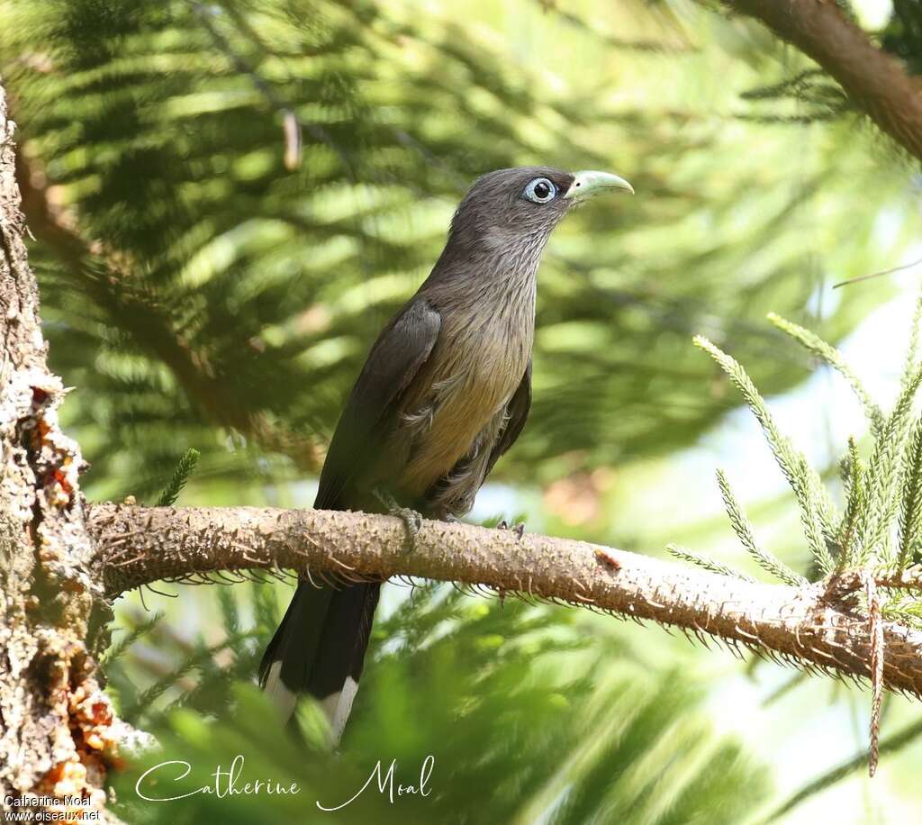 Blue-faced Malkohaadult, identification