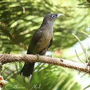 Blue-faced Malkoha