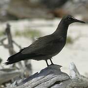 Brown Noddy