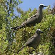 Brown Noddy