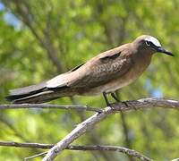 Brown Noddy