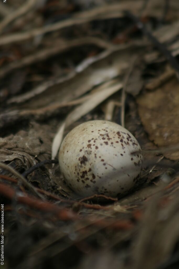 Brown Noddy