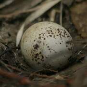 Brown Noddy