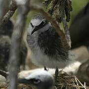 Brown Noddy