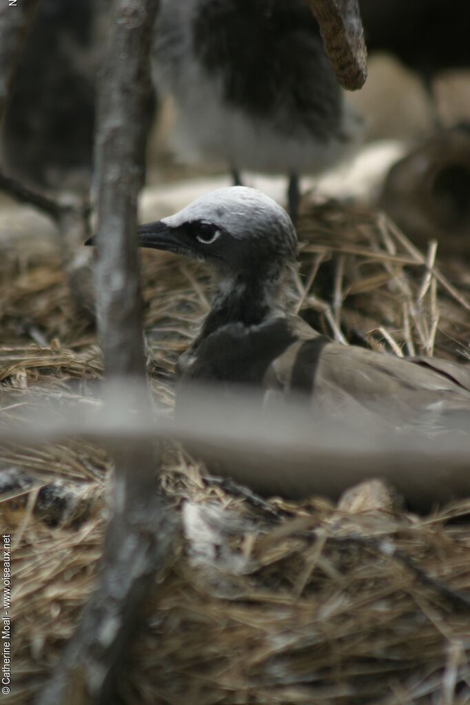 Brown Noddy