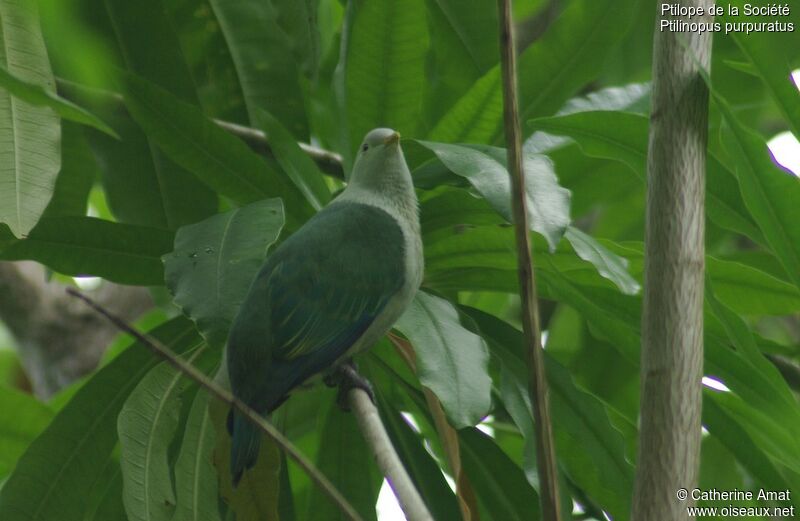 Grey-green Fruit Dove