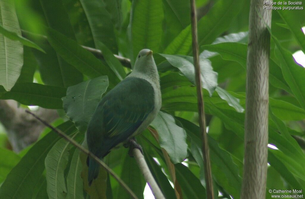 Grey-green Fruit Dove