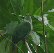 Grey-green Fruit Dove