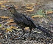 Great-tailed Grackle