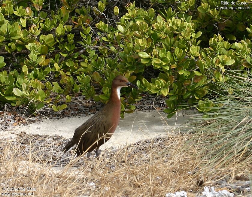 White-throated Rail