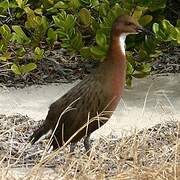 White-throated Rail