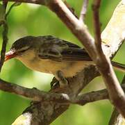 Southern Marquesan Reed Warbler