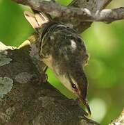 Southern Marquesan Reed Warbler