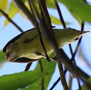 Southern Marquesan Reed Warbler