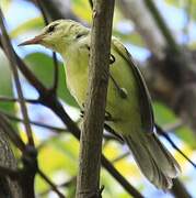 Southern Marquesan Reed Warbler