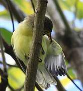 Southern Marquesan Reed Warbler