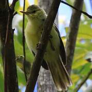 Southern Marquesan Reed Warbler