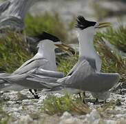 Greater Crested Tern