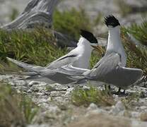 Greater Crested Tern