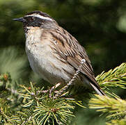 Black-throated Accentor