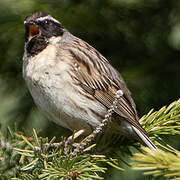 Black-throated Accentor