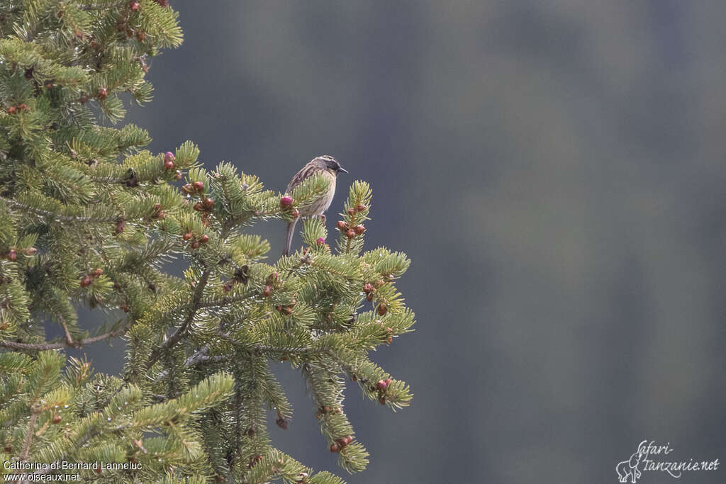 Black-throated Accentoradult, habitat, Behaviour