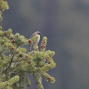 Black-throated Accentor