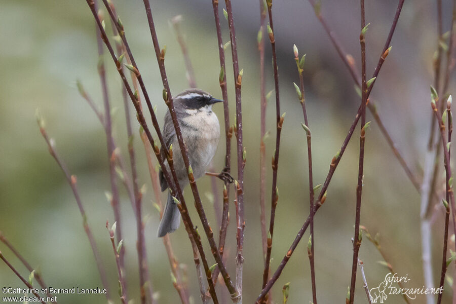 Brown Accentoradult