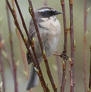 Brown Accentor