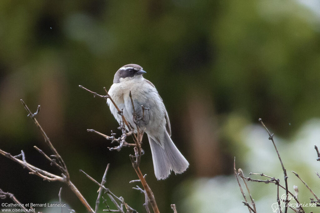 Brown Accentoradult