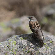 Altai Accentor