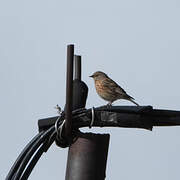 Altai Accentor