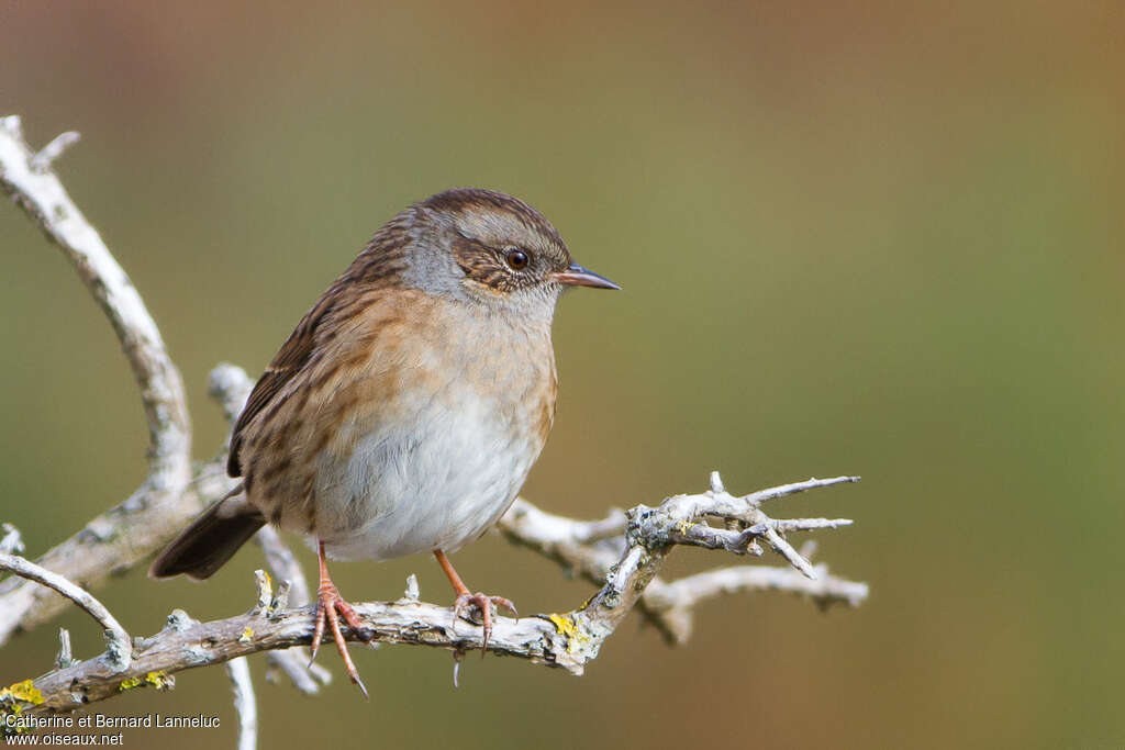 Dunnockadult, identification