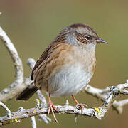 Dunnock