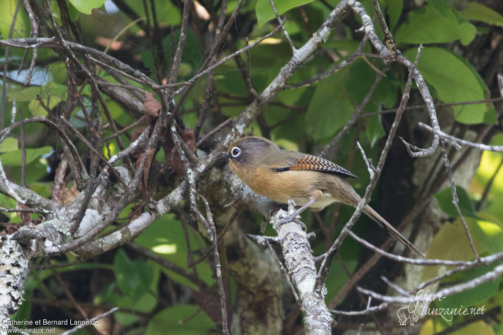 Spectacled Barwingadult, habitat