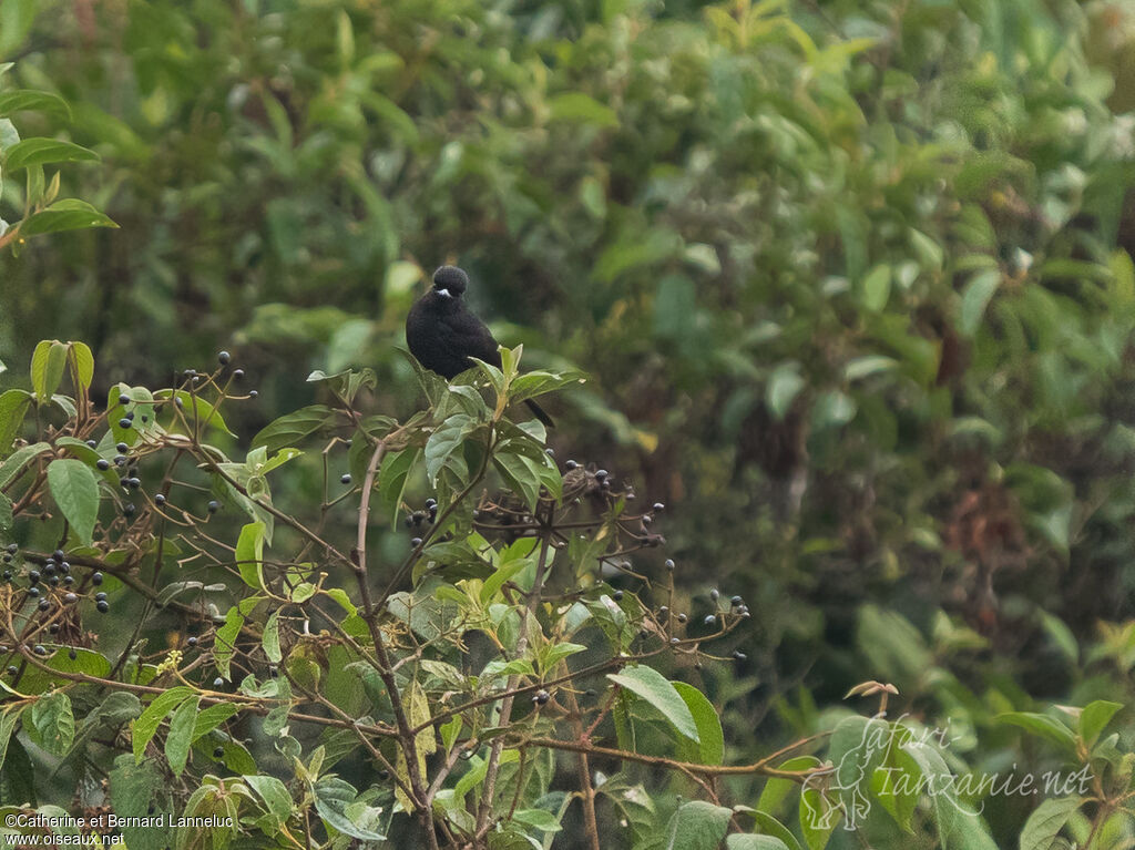 White-winged Black Tyrant