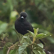 White-winged Black Tyrant