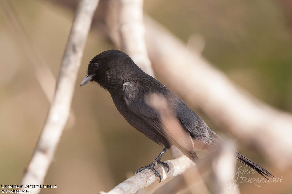 Riverside Tyrant male adult, identification