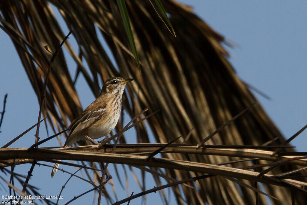 White-browed Scrub Robinadult