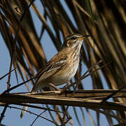 White-browed Scrub Robin