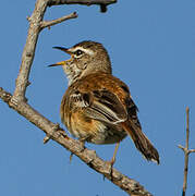 White-browed Scrub Robin