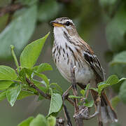 White-browed Scrub Robin