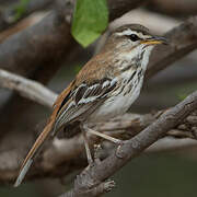 White-browed Scrub Robin