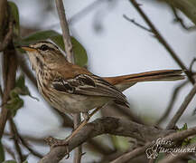 White-browed Scrub Robin