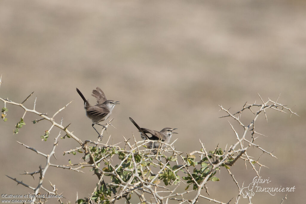 Karoo Scrub Robinadult, courting display